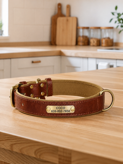 Custom Engraved Padded Leather Dog Collar